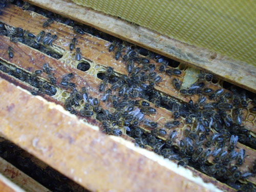 Cherche à acheter de la cire d’abeille brute