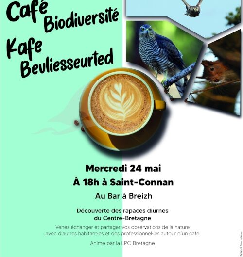 Café biodiversité sur les rapaces – le 24 mai à St-Connan