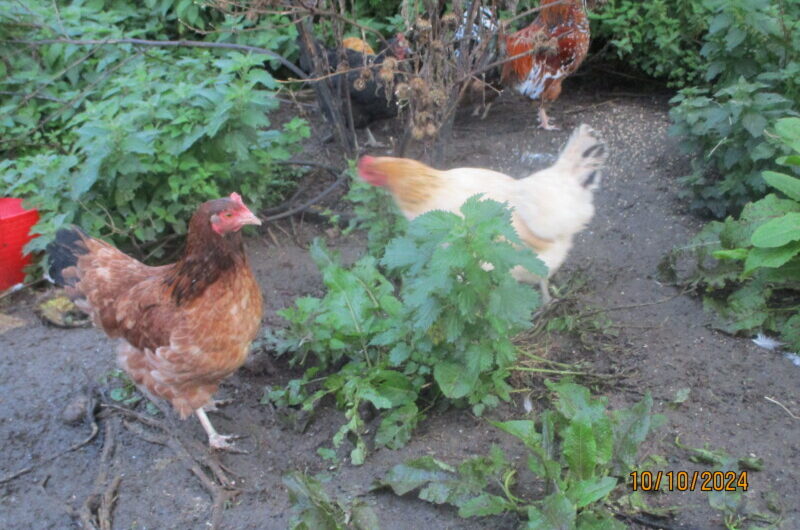 Poules et courges recherchent maison d’accueil