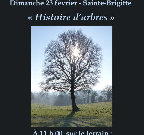 le 23 février à Sainte-Brigitte : comprendre l’architecture des arbres