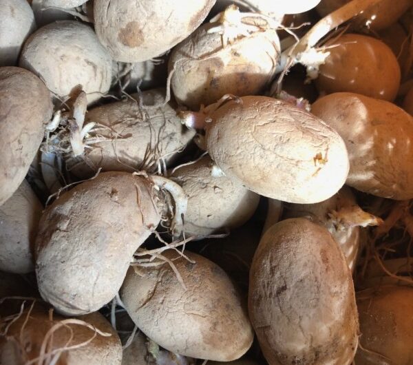 Plants de pomme de terre