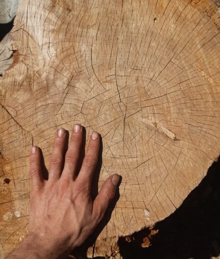 Cherche troncs d’arbres.