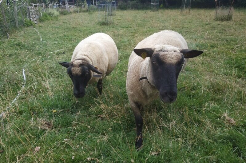 Prêt moutons Shropshire