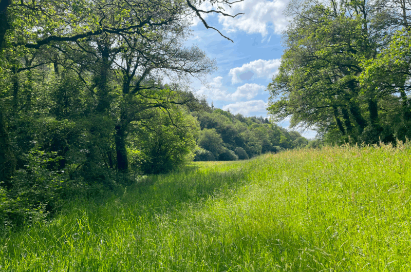 A TRANSMETTRE ferme de 63 ha à Locarn (22) cadre magnifique