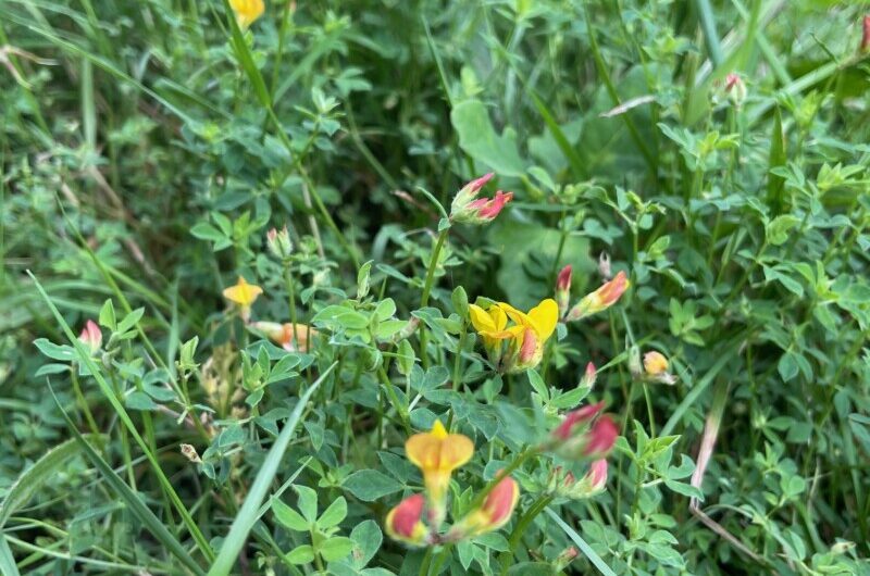 Rostrenen : Balades plantes médicinales avec l’herboristerie la Ronce – 20 août