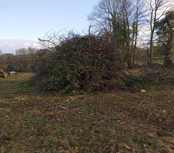 Branches de chataigniers, chêne etc ..