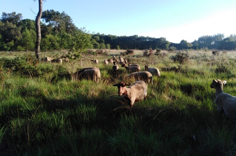 Balade en ZH, à la Ferme Minez-Du, avec l’Office Français de la Biodiversité samedi 28 février