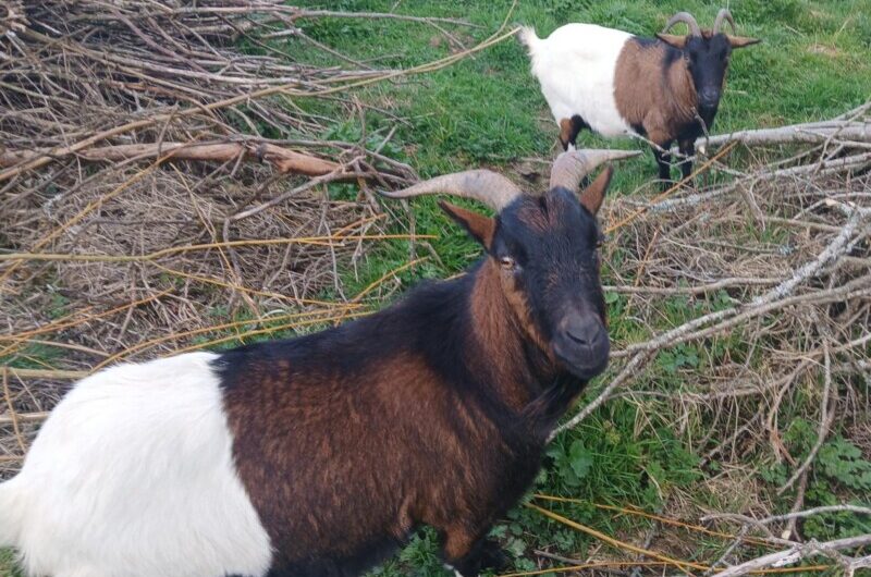 Paulette, Dora & Sam cherchent nouvelle maison, Bêêê !