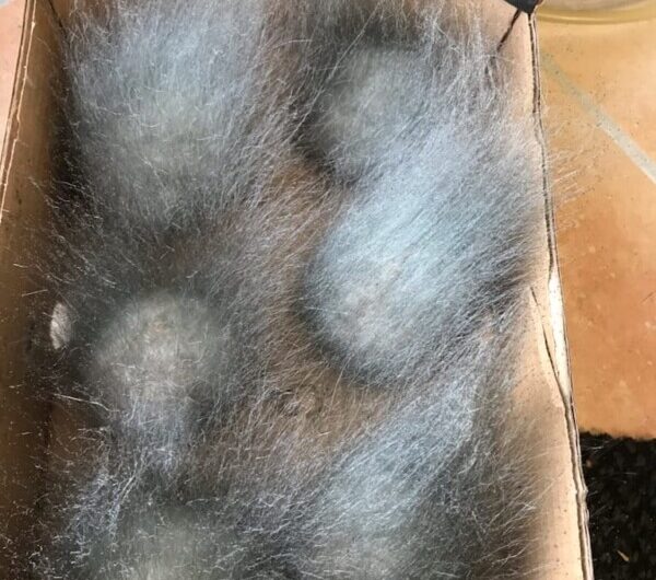 EMA – Place des Ami.e.s – Glomel lundi 6 avril