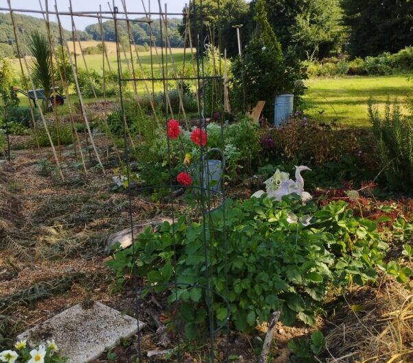 Papote potagère – La Place des Ami.e.s – Botcanou le lundi 13 avril à Glomel