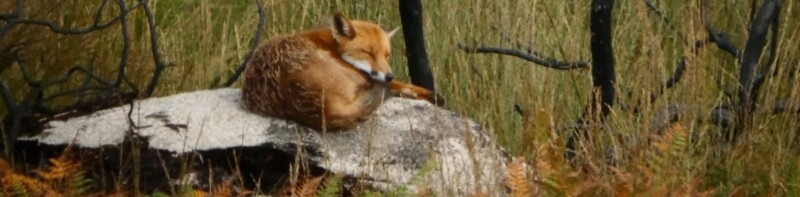 LES LANDES DE LOCARN, UN AN APRÈS L’INCENDIE – Expo, du 11 avril au 30 mai, Kergrist-Moëlou