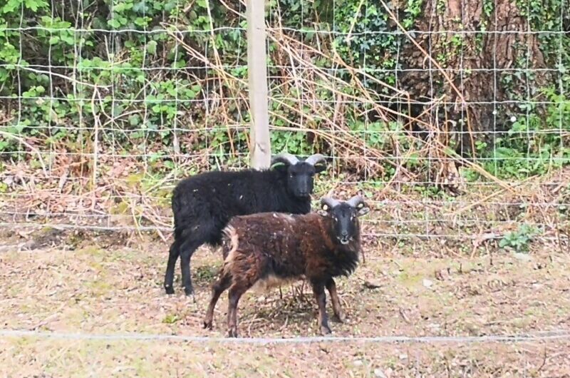 Moutons de Soay à placer