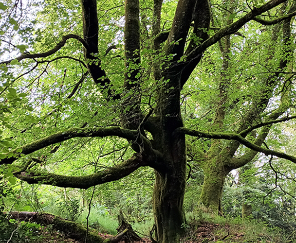Le peuple nomade de nos forêts – conférence – Dimanche 12 avril, 17h, Kergrist-Moëlou