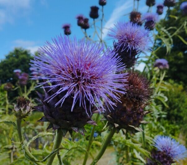Initiation au dessin/aquarelle botanique – La Place des Ami.e.s -Botcanou – vendredi 10 avril 14h Glomel