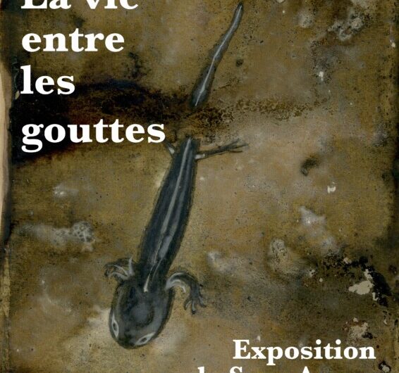 Exposition “La vie entre les gouttes” – Suze Agnès à Mellionnec à partir du 17 juin
