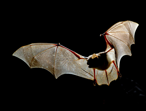 Le 28 août – sortie naturaliste – A LA DÉCOUVERTE DES CHAUVES-SOURIS à Bulat-Pestivien