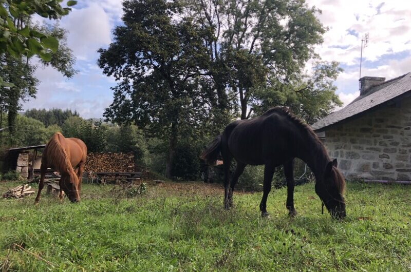 Donne 2 chevaux, contre bons soins